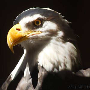 Sep. 2016 - Wings of Wonder - Sam