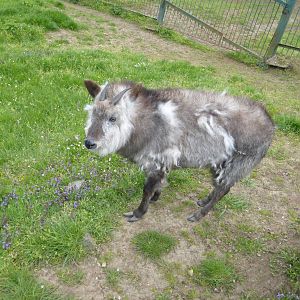 Japanese Serow