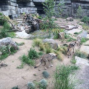 The Wolves of wolf Canyon