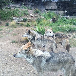 The Wolves of Wolf Canyon