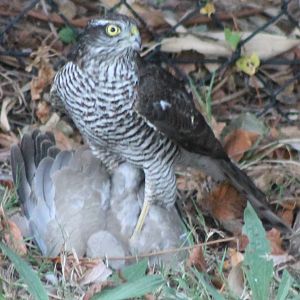 European sparrowhawk with prey