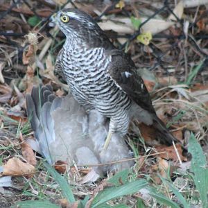 European sparrowhawk with prey