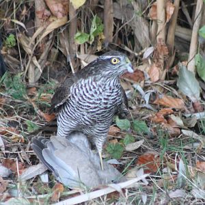 European sparrowhawk with prey