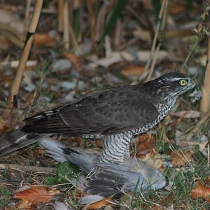 European sparrowhawk with prey