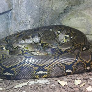 Jungola - Reticulated python