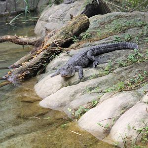 Jungola - Chinese alligator