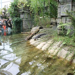 Jungola - Chinese alligator enclosure