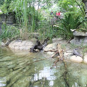 Jungola - Enclosure Chinese alligator