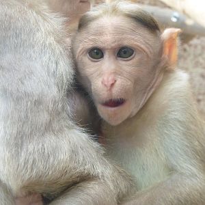 Bonnet macaque