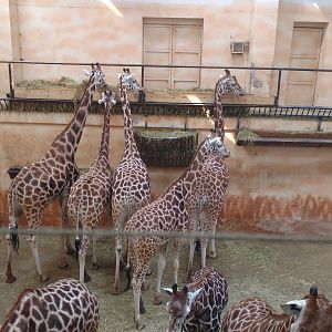 Giraffe herd and house