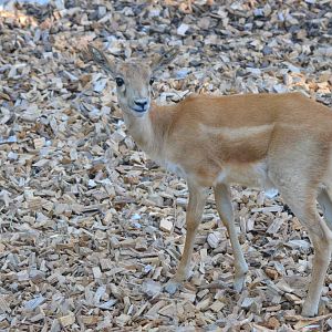 Young Blackbuck at Zurich Zoo, 12/09/16