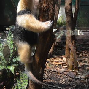 Southern Tamandua at Zurich Zoo, 12/09/16