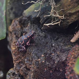 Nassau Harlequin Toad at Zurich Zoo, 12/09/16