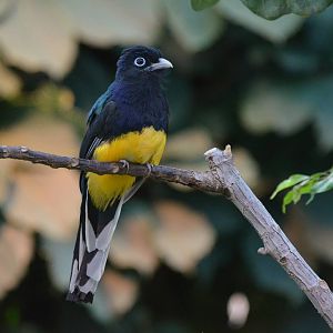 White-tailed Trogon at Zurich Zoo, 12/09/16