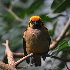 Flame-faced Tanager at Zurich Zoo, 12/09/16