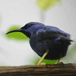 Shining Honeycreeper at Zurich Zoo, 12/09/16