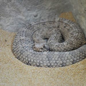 Sidewinder at Zurich Zoo, 12/09/16