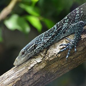 Blue Tree Monitor at Zurich Zoo, 12/09/16