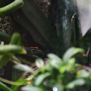 Red-backed Poison Arrow Frog at Zurich Zoo, 12/09/16