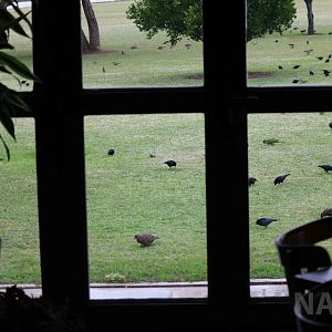 Early morning birds outside our lodge, April 2016