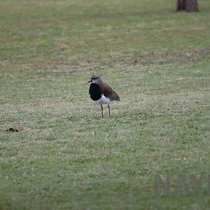 Southern lapwing, April 2016