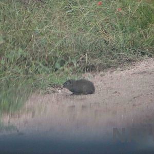 Southern mountain cavy, April 2016