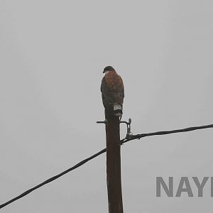 Variable hawk, April 2016