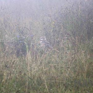 Burrowing owl, April 2016
