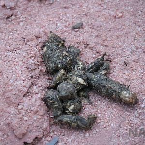 Carnivore scat, April 2016