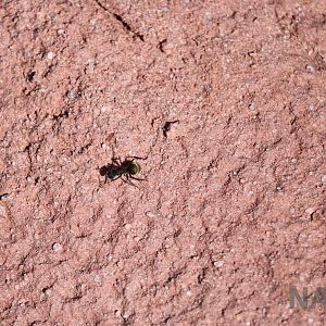 Hairy (/Golden)-rumped ant, April 2016