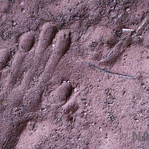 Carnivore footprint, April 2016