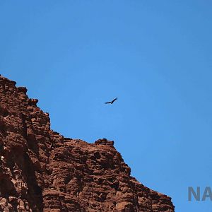 Andean condor, April 2016