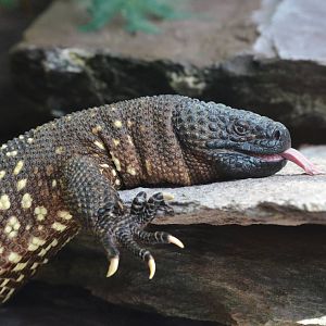 Rio Fuerte Beaded Lizard at Zurich Zoo, 12/09/16