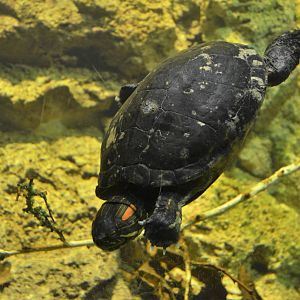 Black-bellied Slider at Zurich Zoo, 12/09/16