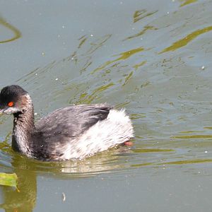 Black-necked Grebe at Zurich Zoo, 12/09/16