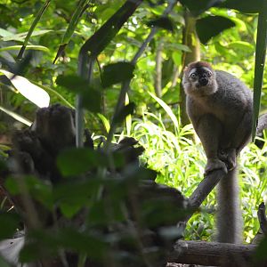 Red-fronted Lemur at Zurich Zoo, 12/09/16