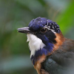 Pitta-like Ground Roller at Zurich Zoo, 12/09/16