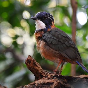Pitta-like Ground Roller at Zurich Zoo, 12/09/16