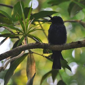 Crested Drongo at Zurich Zoo, 10/09/16