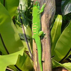 Giant Day Gecko at Zurich Zoo, 10/09/16