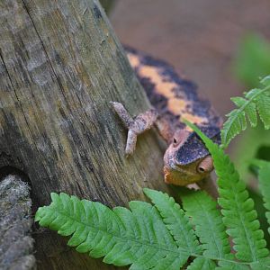 Panther Chamaeleon at Zurich Zoo, 10/09/16