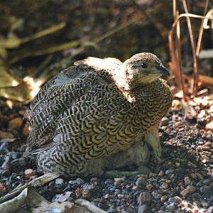 Madagascar Partridge at Zurich Zoo, 10/09/16