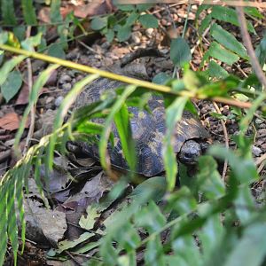 Bell's Hingeback Tortoise at Zurich Zoo, 10/09/16
