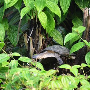 Black Mud Turtle at Zurich Zoo, 10/09/16