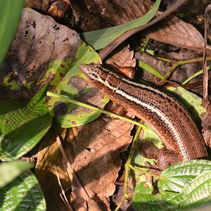 Madagascar Girdled Lizard at Zurich Zoo, 10/09/16
