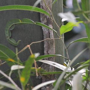 Leaf-tailed Gecko at Zurich Zoo, 10/09/16