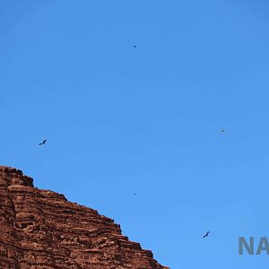 Andean condors, April 2016