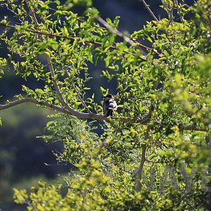 White-fronted woodpecker, April 2016