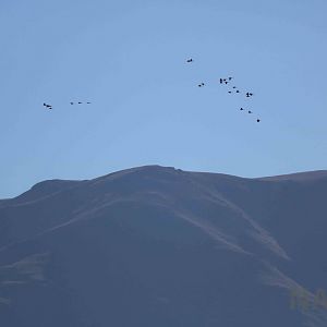 Flock of Patagonian conures, April 2016