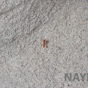 Orange ant, April 2016
